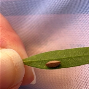 Blattodea (order) (Unidentified cockroach) at Bonner, ACT by MegFluke