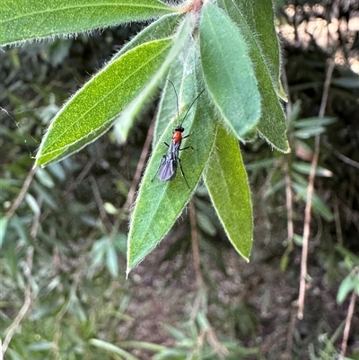Ichneumonoidea (Superfamily) (A species of parasitic wasp) at Bonner, ACT - 3 Jan 2025 by MegFluke