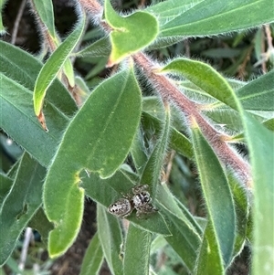 Opisthoncus sp. (genus) at Bonner, ACT - suppressed