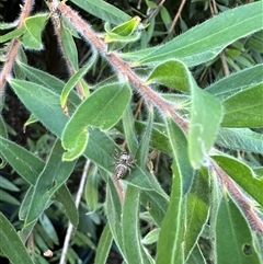 Opisthoncus sp. (genus) at Bonner, ACT - suppressed