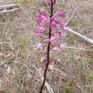 Dipodium punctatum at Cooma, NSW - 3 Jan 2025