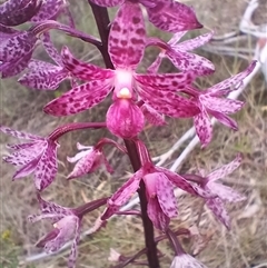 Dipodium punctatum at Cooma, NSW - suppressed