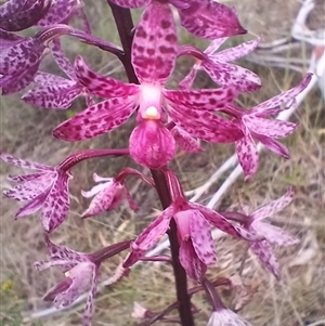 Dipodium punctatum at Cooma, NSW - suppressed