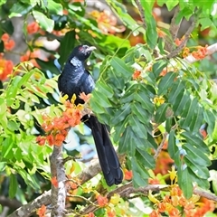 Eudynamys orientalis (Pacific Koel) at Tahmoor, NSW - 30 Dec 2024 by Freebird