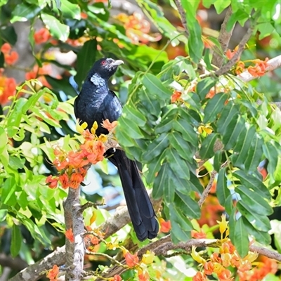 Eudynamys orientalis (Pacific Koel) at Tahmoor, NSW - 30 Dec 2024 by Freebird