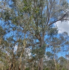 Eucalyptus blakelyi (Blakely's Red Gum) at Yass River, NSW - 3 Jan 2025 by SenexRugosus