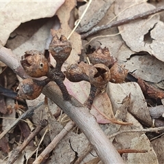 Eucalyptus blakelyi at Yass River, NSW - 3 Jan 2025 02:32 PM