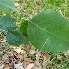 Eucalyptus blakelyi at Yass River, NSW - 3 Jan 2025 02:32 PM