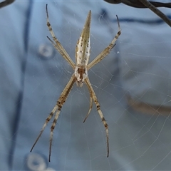 Argiope protensa (Long-tailed Argiope) at Yass River, NSW - 3 Jan 2025 by SenexRugosus