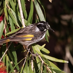 Phylidonyris novaehollandiae (New Holland Honeyeater) at Eden, NSW by AlisonMilton