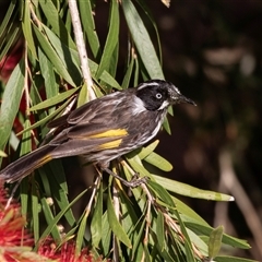 Phylidonyris novaehollandiae at Eden, NSW - 9 Nov 2018 06:32 AM