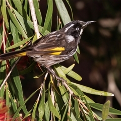 Phylidonyris novaehollandiae at Eden, NSW - 9 Nov 2018 06:32 AM