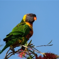 Trichoglossus moluccanus (Rainbow Lorikeet) at Eden, NSW - 9 Nov 2018 by AlisonMilton