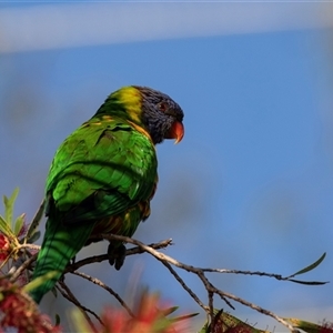 Trichoglossus moluccanus at Eden, NSW - 9 Nov 2018 06:31 AM