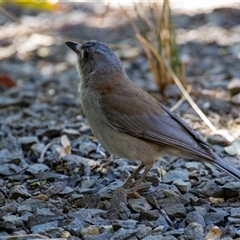 Colluricincla harmonica at Beechmont, QLD - 15 Oct 2014 by AlisonMilton