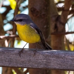 Eopsaltria australis (Eastern Yellow Robin) at Beechmont, QLD - 15 Oct 2014 by AlisonMilton