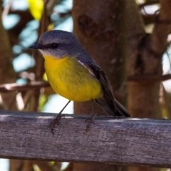 Eopsaltria australis at Beechmont, QLD - 15 Oct 2014 11:23 AM