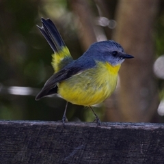 Eopsaltria australis at Beechmont, QLD - 15 Oct 2014 11:23 AM