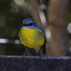 Eopsaltria australis at Beechmont, QLD - 15 Oct 2014 11:23 AM