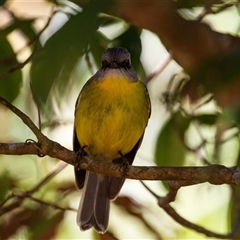 Eopsaltria australis at Beechmont, QLD - 15 Oct 2014 11:23 AM