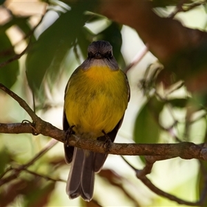 Eopsaltria australis at Beechmont, QLD - 15 Oct 2014 11:23 AM