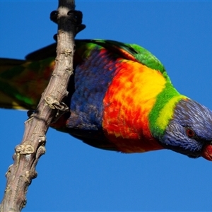 Trichoglossus moluccanus (Rainbow Lorikeet) at Beechmont, QLD by AlisonMilton