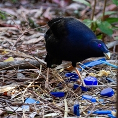 Ptilonorhynchus violaceus (Satin Bowerbird) at Beechmont, QLD - 17 Oct 2014 by AlisonMilton