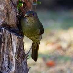 Ptilonorhynchus violaceus at Beechmont, QLD - 17 Oct 2014 07:54 AM