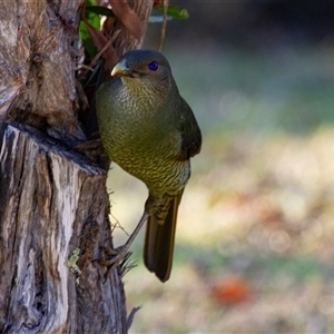 Ptilonorhynchus violaceus at Beechmont, QLD - 17 Oct 2014 07:54 AM