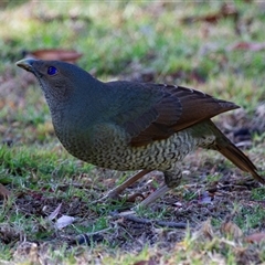 Ptilonorhynchus violaceus at Beechmont, QLD - 17 Oct 2014 07:54 AM