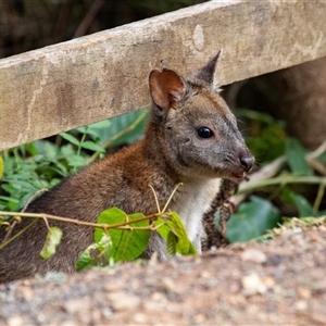 Thylogale thetis at Beechmont, QLD by AlisonMilton