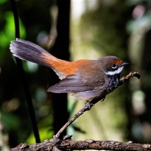 Rhipidura rufifrons (Rufous Fantail) at Binna Burra, QLD by AlisonMilton