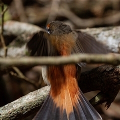 Rhipidura rufifrons at Binna Burra, QLD - 16 Oct 2014 03:48 PM