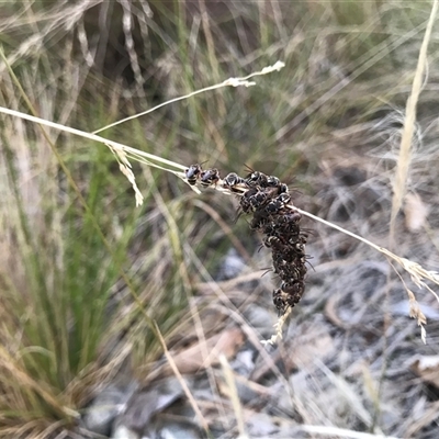 Lipotriches (Austronomia) phanerura (Halictid Bee) at Watson, ACT - 3 Jan 2025 by NadiaHJ