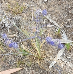 Eryngium ovinum (Blue Devil) at Yarralumla, ACT - 3 Jan 2025 by Jeanette