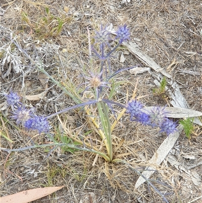 Eryngium ovinum (Blue Devil) at Yarralumla, ACT - 2 Jan 2025 by Jeanette