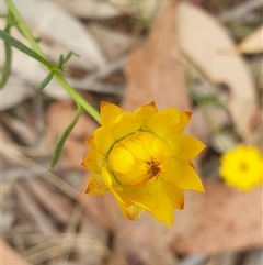 Xerochrysum viscosum (Sticky Everlasting) at Aranda, ACT - 3 Jan 2025 by Jeanette