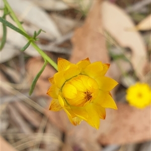 Xerochrysum viscosum at Aranda, ACT - 3 Jan 2025