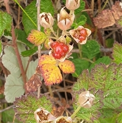 Rubus parvifolius (Native Raspberry) at Yarralumla, ACT - 3 Jan 2025 by Jeanette