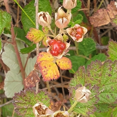 Rubus parvifolius (Native Raspberry) at Yarralumla, ACT - 2 Jan 2025 by Jeanette