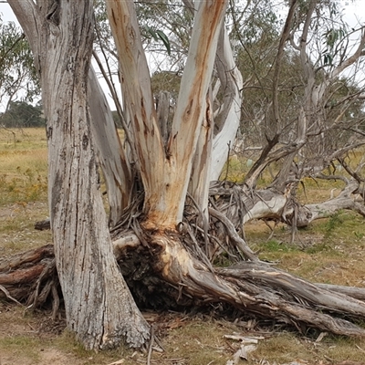 Eucalyptus pauciflora (A Snow Gum) at Aranda, ACT - 2 Jan 2025 by Jeanette