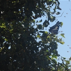 Charaxes sempronius (Tailed Emperor) at Banks, ACT - 18 Feb 2024 by DavidDedenczuk