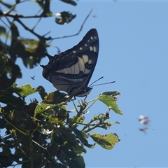 Charaxes sempronius at Banks, ACT - 18 Feb 2024