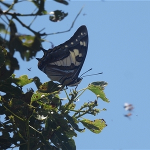 Charaxes sempronius at Banks, ACT - 18 Feb 2024