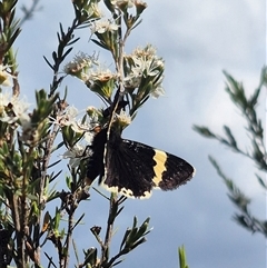 Eutrichopidia latinus (Yellow-banded Day-moth) at Bungendore, NSW - 3 Jan 2025 by clarehoneydove