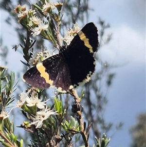 Eutrichopidia latinus at Bungendore, NSW - 3 Jan 2025