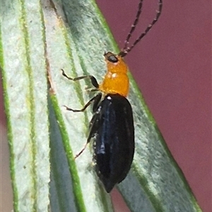 Adoxia sp. (genus) at Bungendore, NSW - 3 Jan 2025