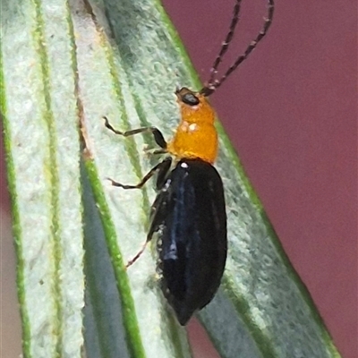 Adoxia sp. (genus) (Leaf beetle) at Bungendore, NSW - 3 Jan 2025 by clarehoneydove