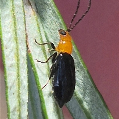 Lamprolina (genus) at Bungendore, NSW - 3 Jan 2025 by clarehoneydove