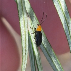 Adoxia sp. (genus) at Bungendore, NSW - 3 Jan 2025